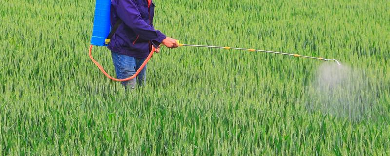 小麦打药后多久下雨没事，经4小时遇到降雨便不会有影响