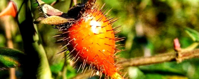 金樱子的刺如何清除，放在碾压槽中并轻轻碾压可让毛刺掉落