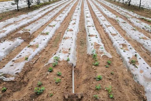 马铃薯苗期如何管理，现蕾期亩施尿素10-15公斤