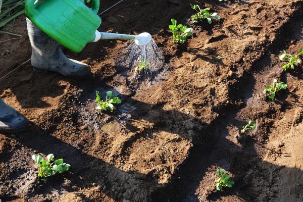 马铃薯苗期如何管理，现蕾期亩施尿素10-15公斤