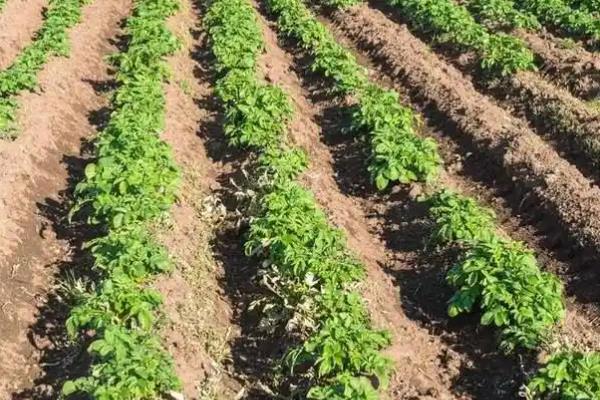 马铃薯苗期如何管理，现蕾期亩施尿素10-15公斤