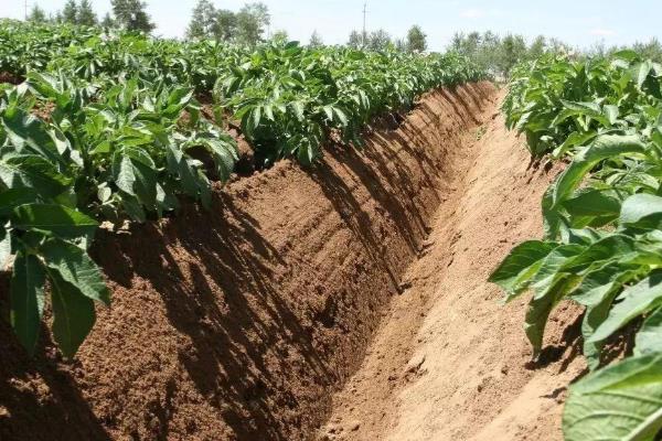 马铃薯苗期如何管理，现蕾期亩施尿素10-15公斤