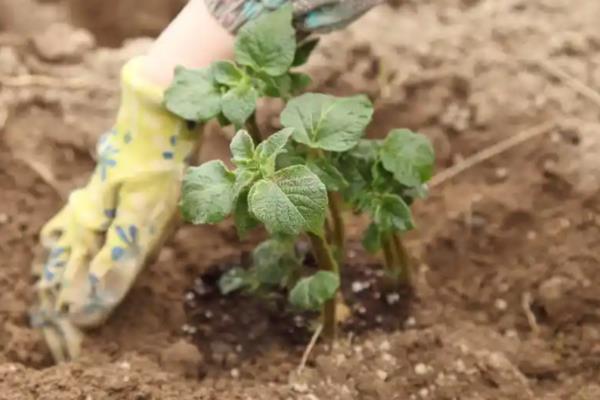 马铃薯苗期如何管理，现蕾期亩施尿素10-15公斤