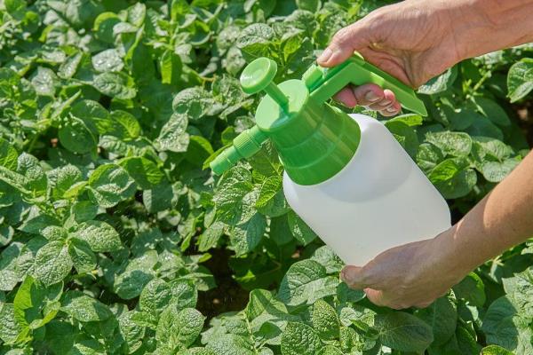 马铃薯苗期如何管理，现蕾期亩施尿素10-15公斤