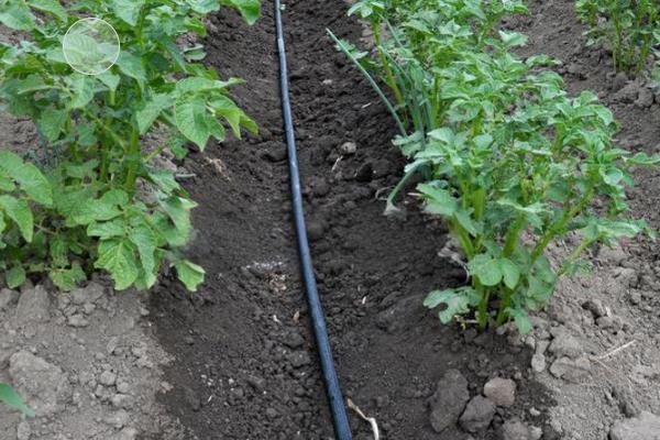 马铃薯苗期如何管理，现蕾期亩施尿素10-15公斤