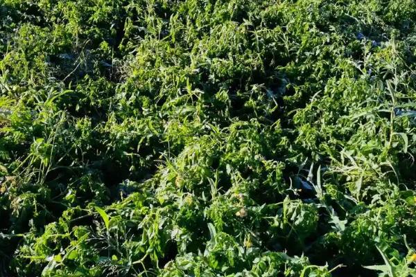 马铃薯苗期如何管理，现蕾期亩施尿素10-15公斤