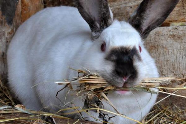 母兔流产的原因，可能是用药不当所致