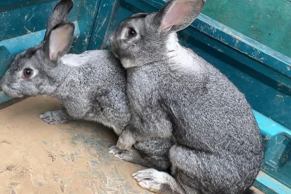 母兔流产的原因，可能是用药不当所致