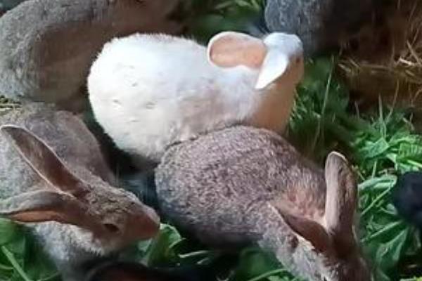 母兔流产的原因，可能是用药不当所致