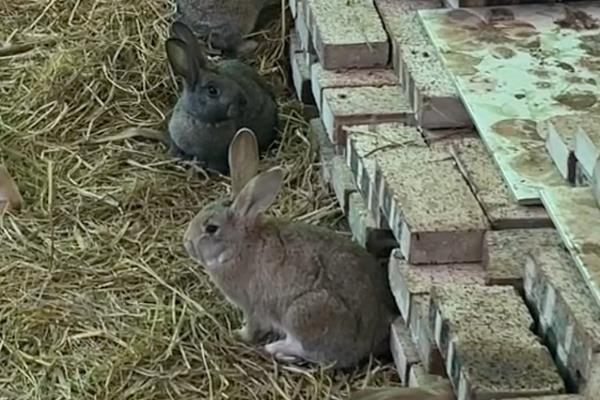 母兔流产的原因，可能是用药不当所致