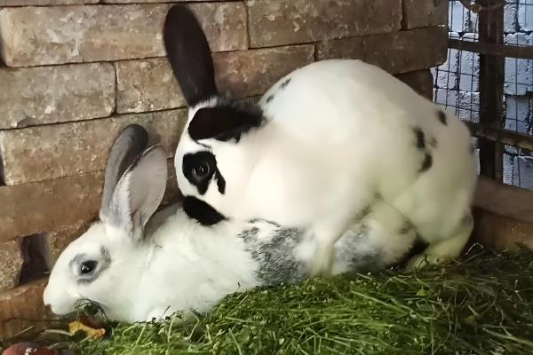 母兔流产的原因，可能是用药不当所致