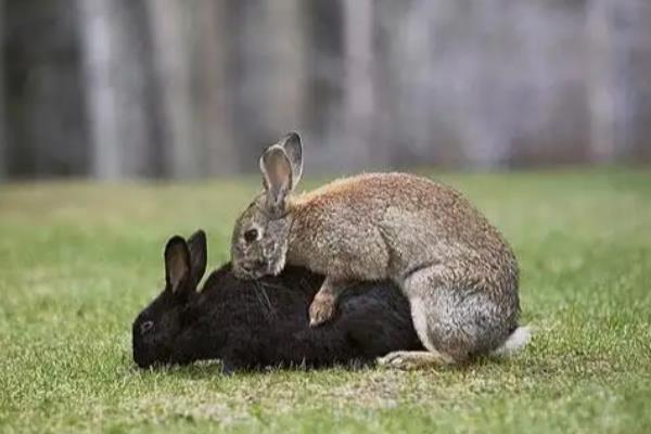 母兔流产的原因，可能是用药不当所致