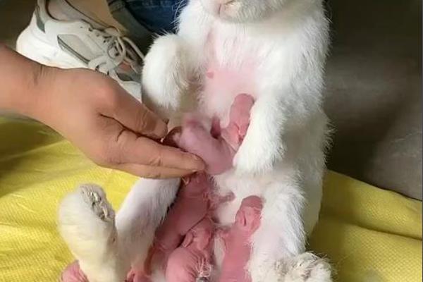 母兔流产的原因，可能是用药不当所致