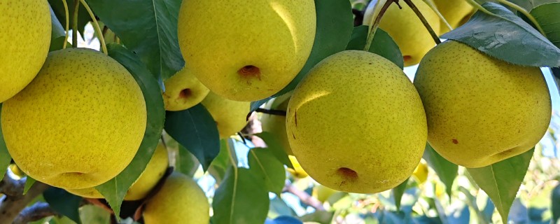 梨果黑斑病的防治方法，首先要加强栽培管理