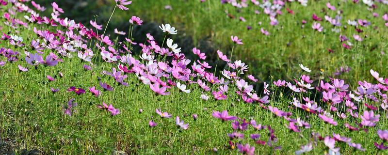 格桑花的开放时间，花期为5-10月份