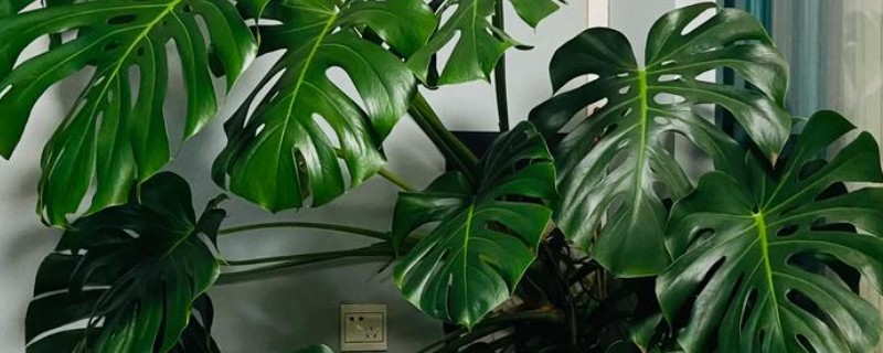 龟背竹的养殖方法，春秋两季3-4天浇一次水