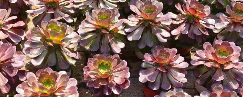 法师能无缝嫁接法师吗，可以无缝嫁接