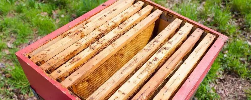 蜂箱通风口开什么位置最好，一般开在箱体上侧