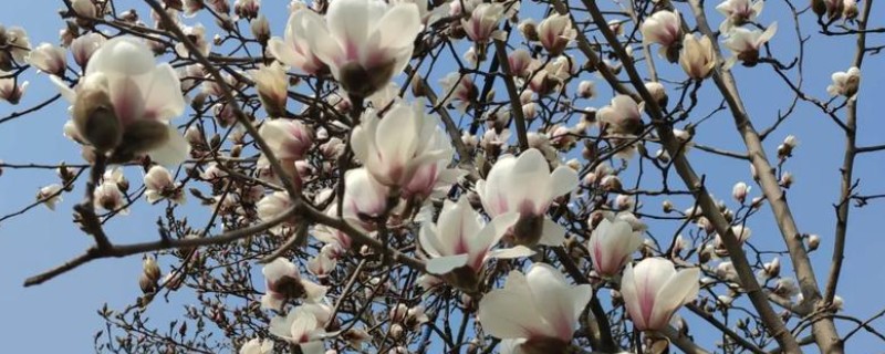 白玉兰花的寓意是什么，寓意报答之心、高尚正直等