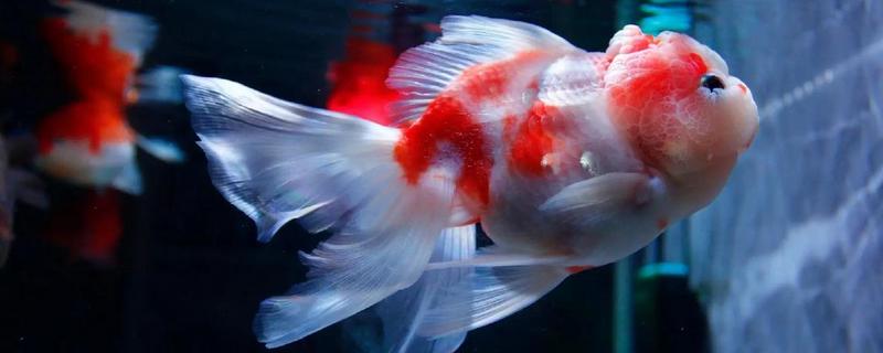 养鱼嘴巴烂了如何解决，换水加盐可以消毒