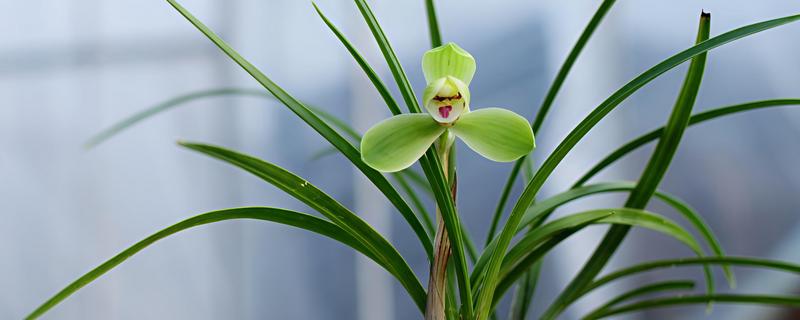 春兰有什么花语，代表淡泊高雅、青春活力等含义