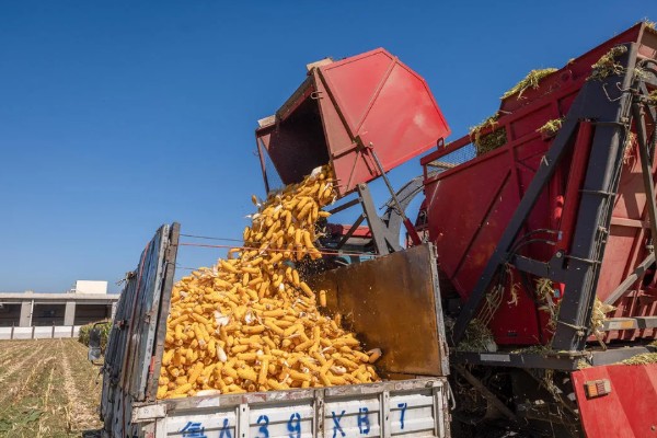 玉米过多久才能成熟收获，生长周期为80-150天左右