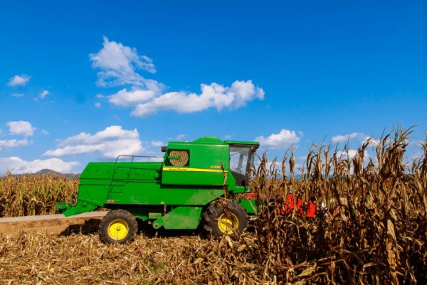 玉米过多久才能成熟收获，生长周期为80-150天左右