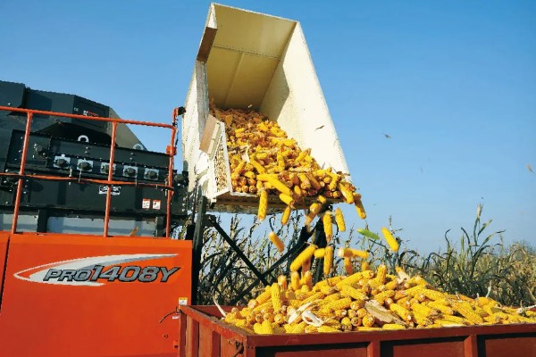 玉米过多久才能成熟收获，生长周期为80-150天左右