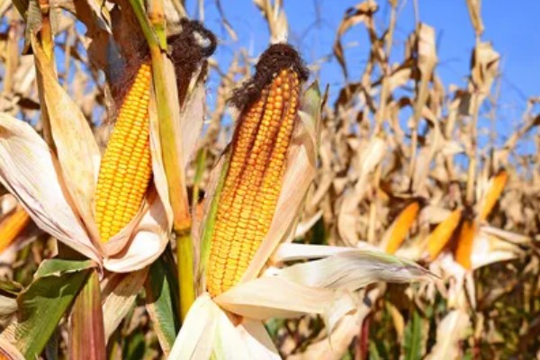 玉米过多久才能成熟收获，生长周期为80-150天左右