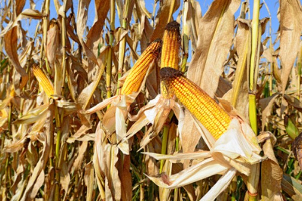 玉米过多久才能成熟收获，生长周期为80-150天左右