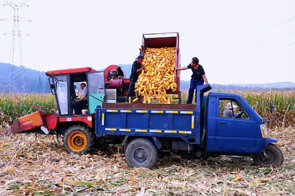 玉米过多久才能成熟收获，生长周期为80-150天左右