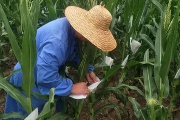 玉米过多久才能成熟收获，生长周期为80-150天左右