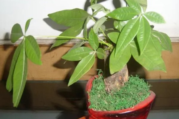 小发财树的晒光间隔,每隔15天晒一次太阳