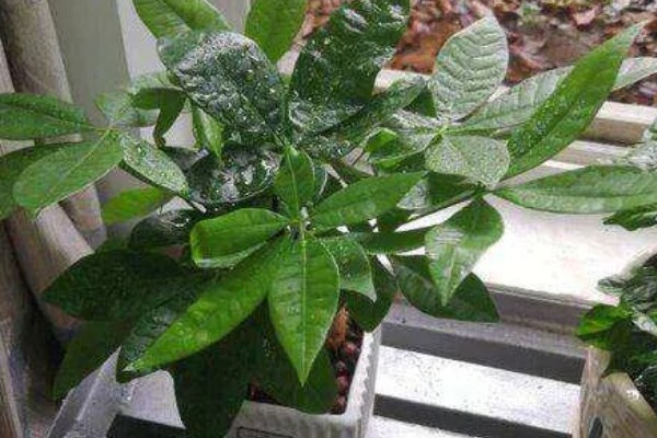 小发财树的晒光间隔,每隔15天晒一次太阳