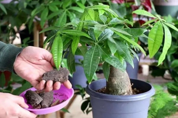 小发财树的晒光间隔,每隔15天晒一次太阳