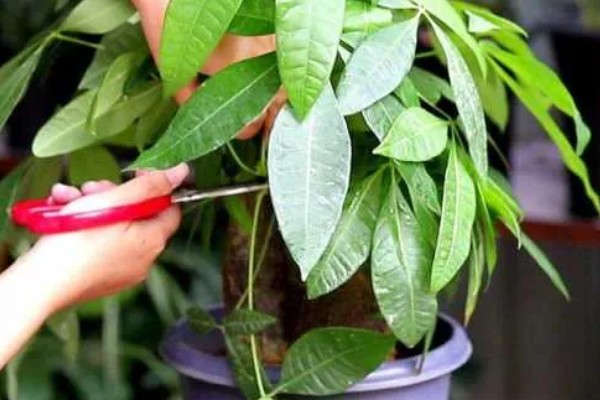 小发财树的晒光间隔,每隔15天晒一次太阳