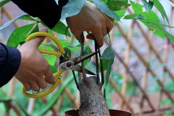 小发财树的晒光间隔,每隔15天晒一次太阳