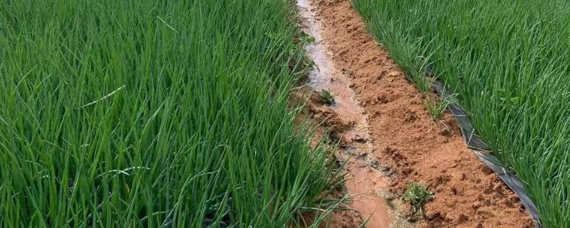 红头葱的种植方法，应与非百合科作物轮作