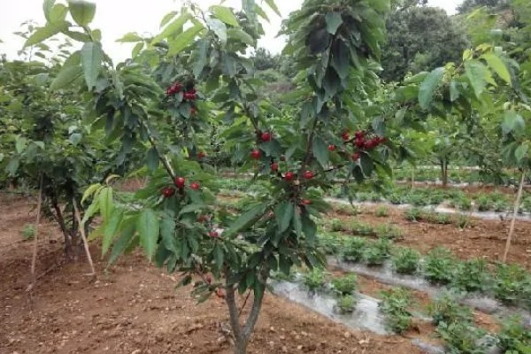 美早大樱桃的授粉树是哪种,早大果、萨米脱樱桃树是最佳选择