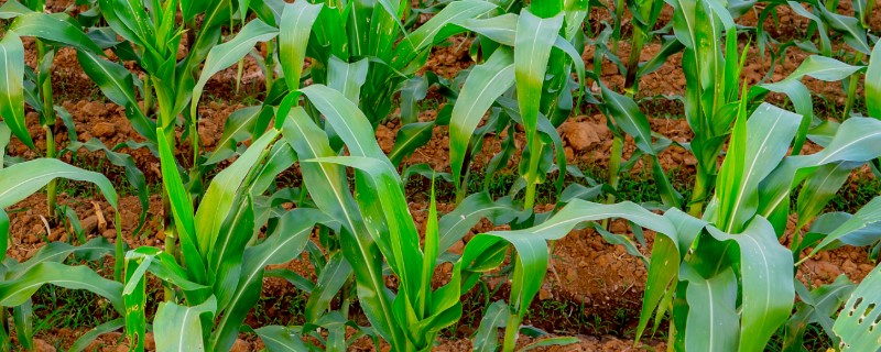 玉米出苗后如何防治地下害虫，以下三种方式均可选择