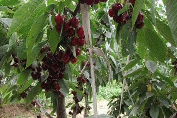 美早大樱桃的授粉树是哪种,早大果、萨米脱樱桃树是最佳选择