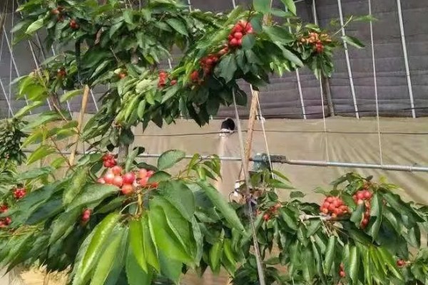 美早大樱桃的授粉树是哪种,早大果、萨米脱樱桃树是最佳选择