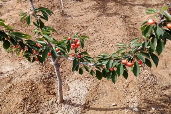 美早大樱桃的授粉树是哪种,早大果、萨米脱樱桃树是最佳选择