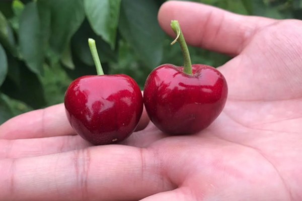 美早大樱桃的授粉树是哪种,早大果、萨米脱樱桃树是最佳选择