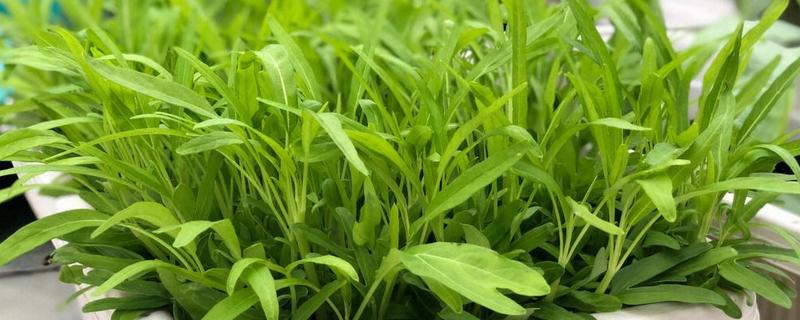 无土栽培空心菜的方法，在浮水材料上面钻孔种植