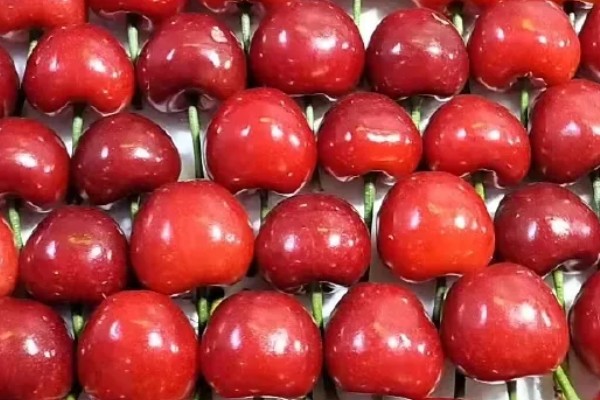 美早大樱桃的授粉树是哪种,早大果、萨米脱樱桃树是最佳选择