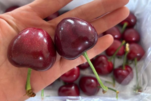 美早大樱桃的授粉树是哪种,早大果、萨米脱樱桃树是最佳选择