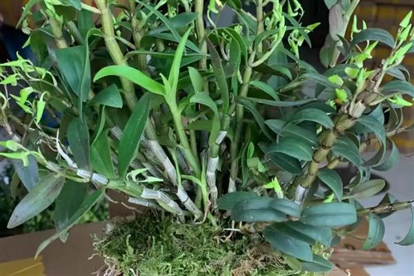 怎么养殖石斛，生长盛期每个月追施一次肥液