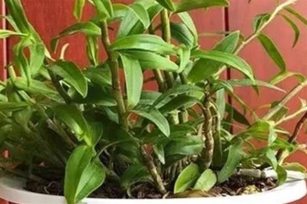 怎么养殖石斛，生长盛期每个月追施一次肥液