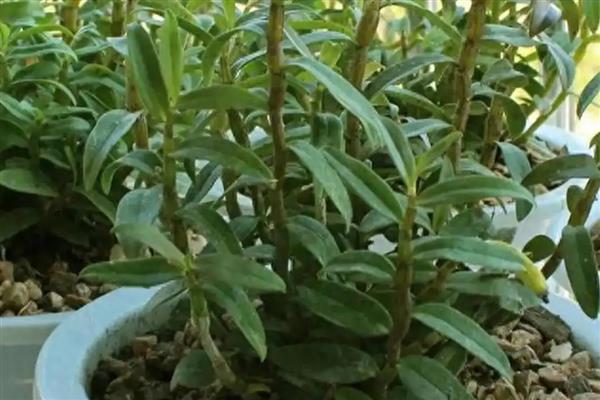 怎么养殖石斛，生长盛期每个月追施一次肥液